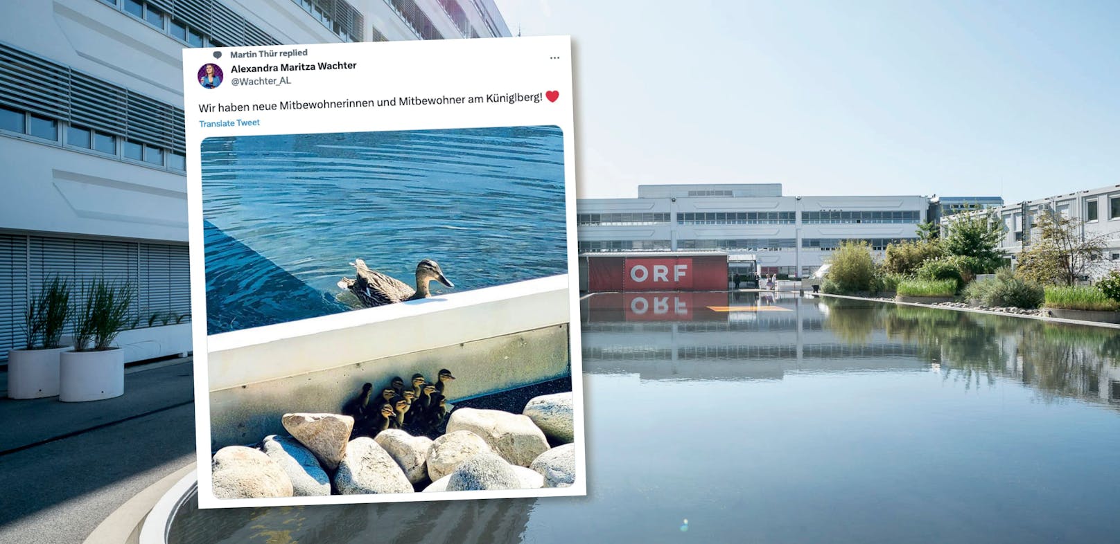 Enten-Mama und ihre Küken besiedelten den künstlichen Teim beim ORF-Zentrum am Küniglberg.