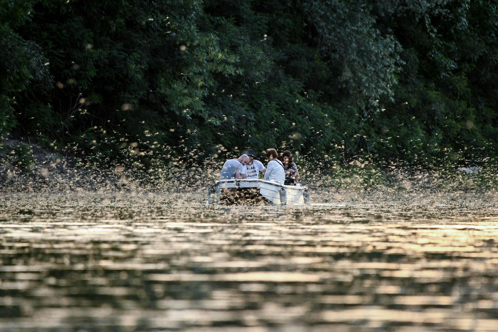 Vor allem am ungarischen Theissfluss und Theiss-See kommt es jährlich Ende Juni zu einem Naturspektakel.