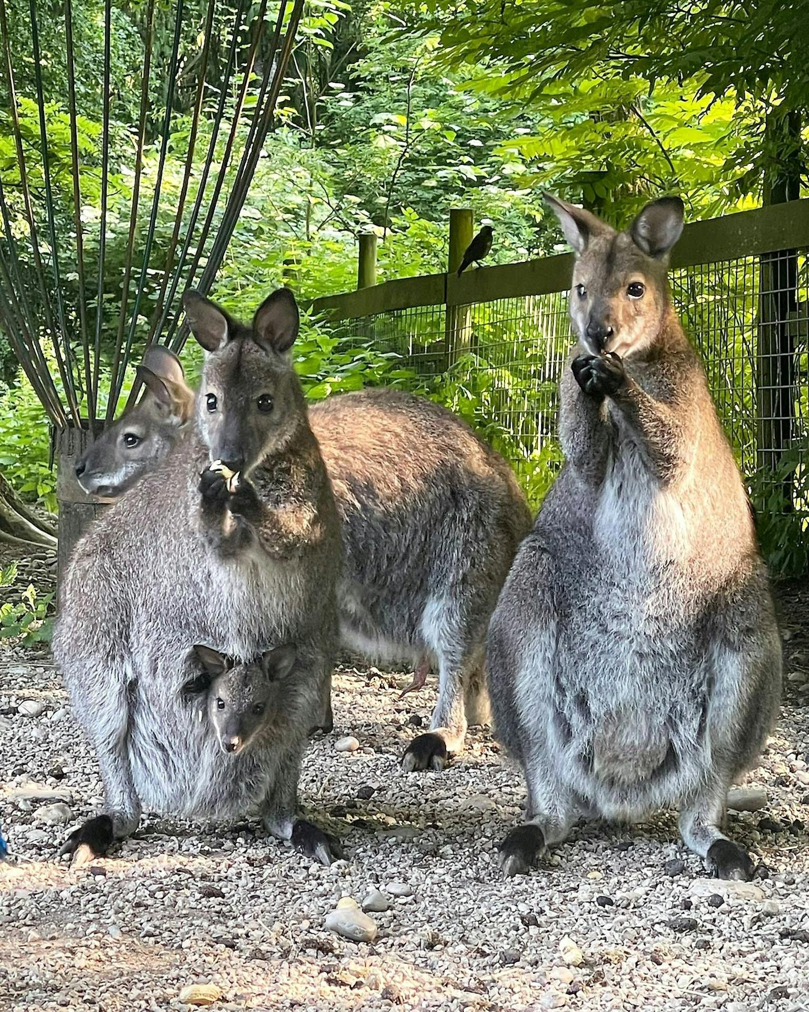 Australien-Ecke soll im Tierpark Haag für Furore sorgen