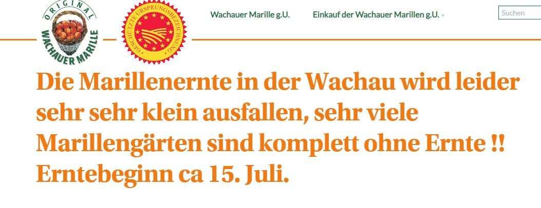 Die Marillenernte wird gering ausfallen.