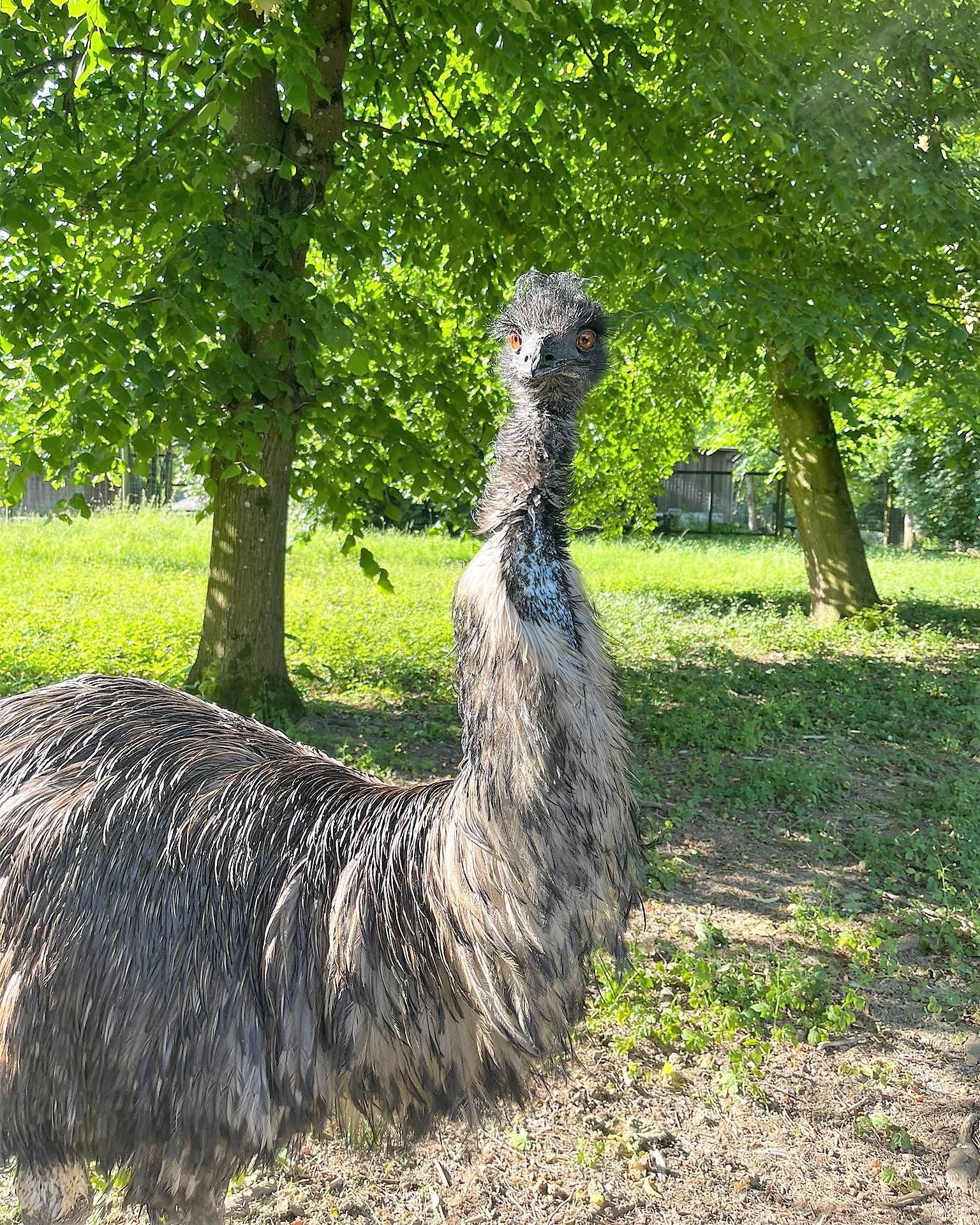 Das australische Wappentier, das Emu, läuft auch im Gehege umher.