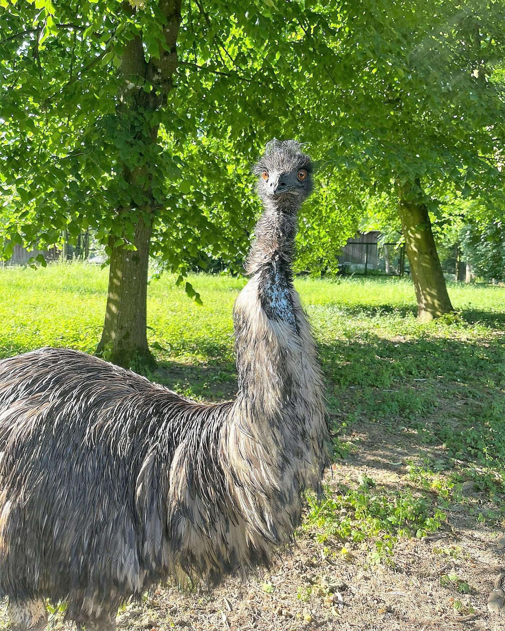 Das australische Wappentier, das Emu, läuft auch im Gehege umher.