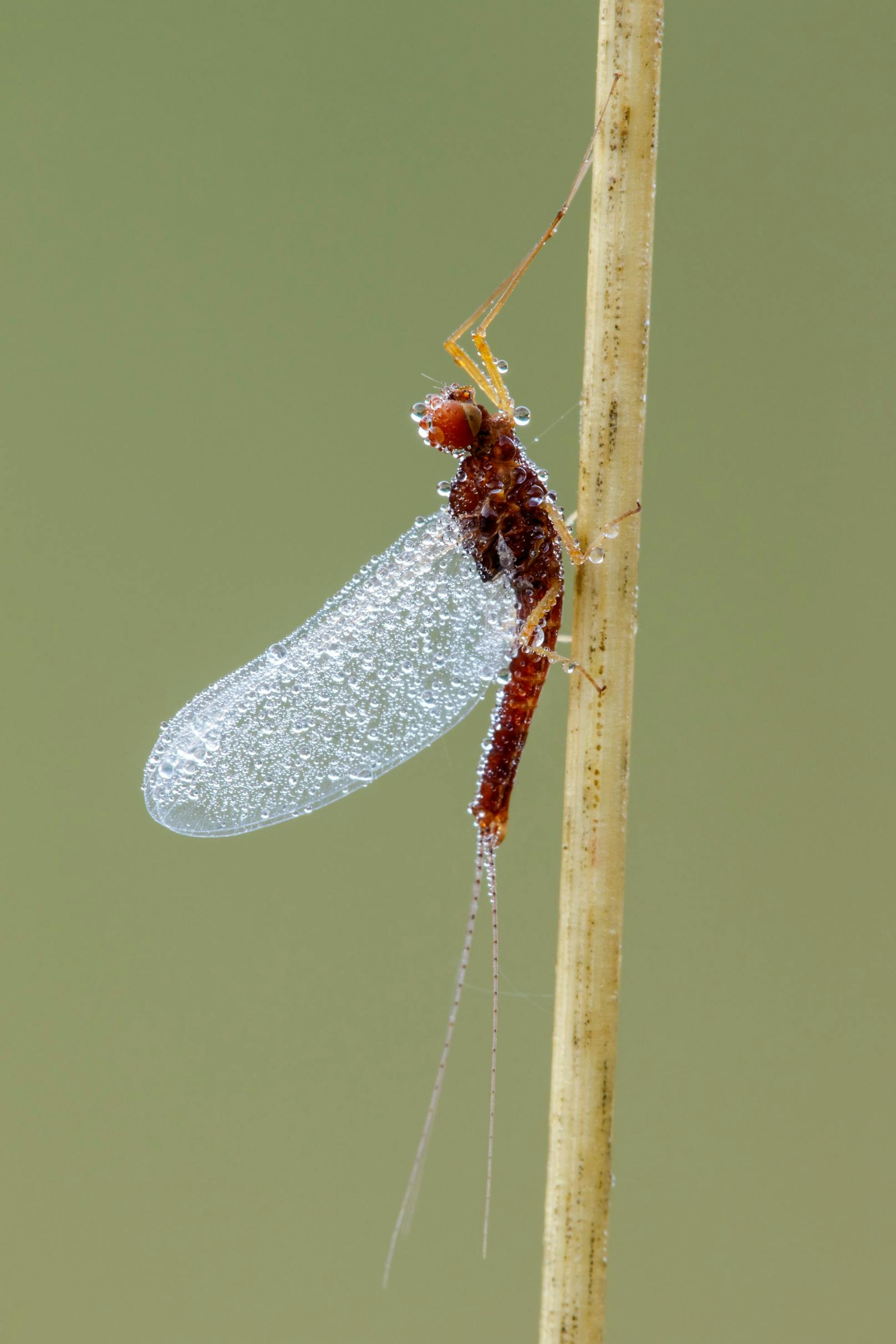 Die größte Eintagsfliege ist die "Theiss-Eintagsfliege" - sie erreicht eine Gesamtkörperlänge von 120 Millimeter.