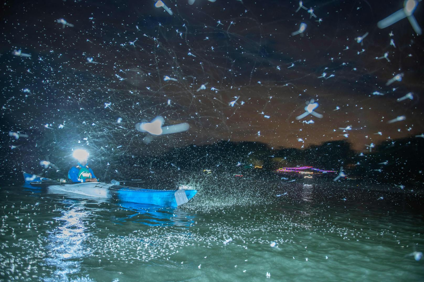 Alle Eintagsfliegen schlüpfen zur gleichen Zeit und tanzen stundenlang über das Wasser, bevor sie wieder sterben.