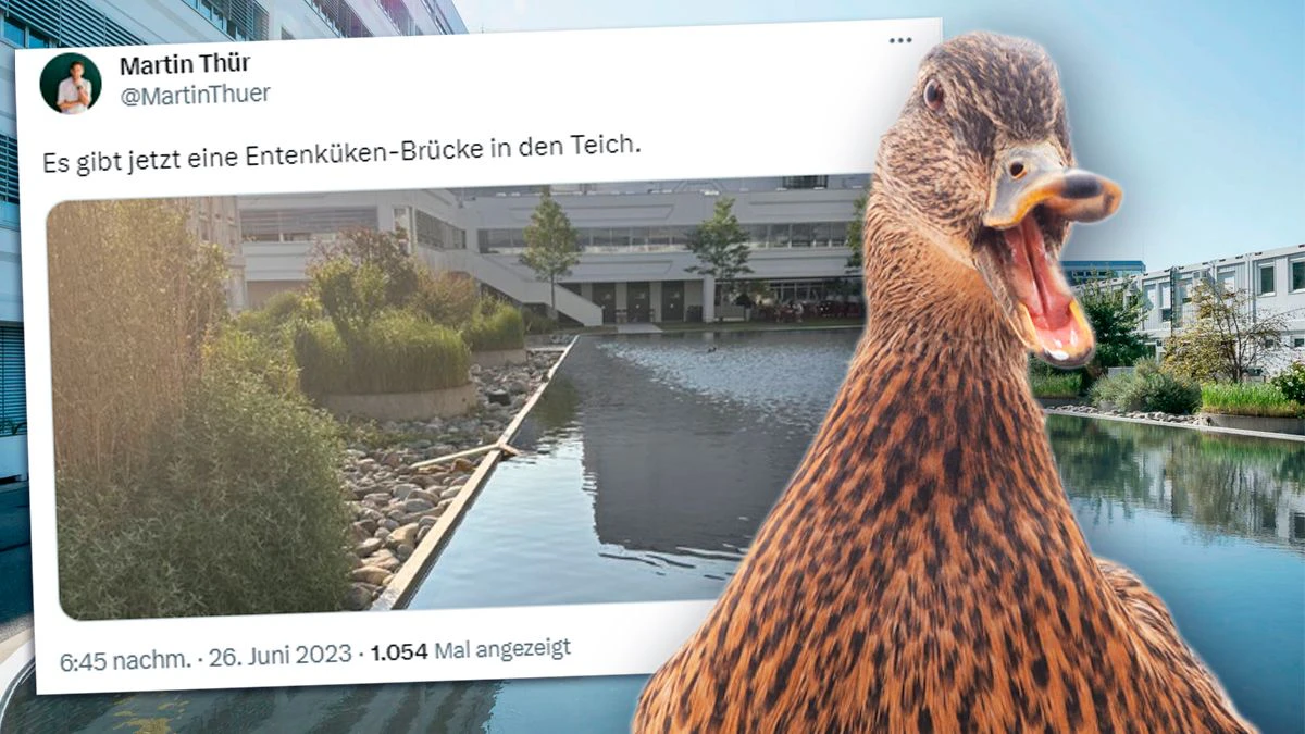Enten-Mama und ihre Küken besiedelten den künstlichen Teich des ORF-Zentrums am Küniglberg.