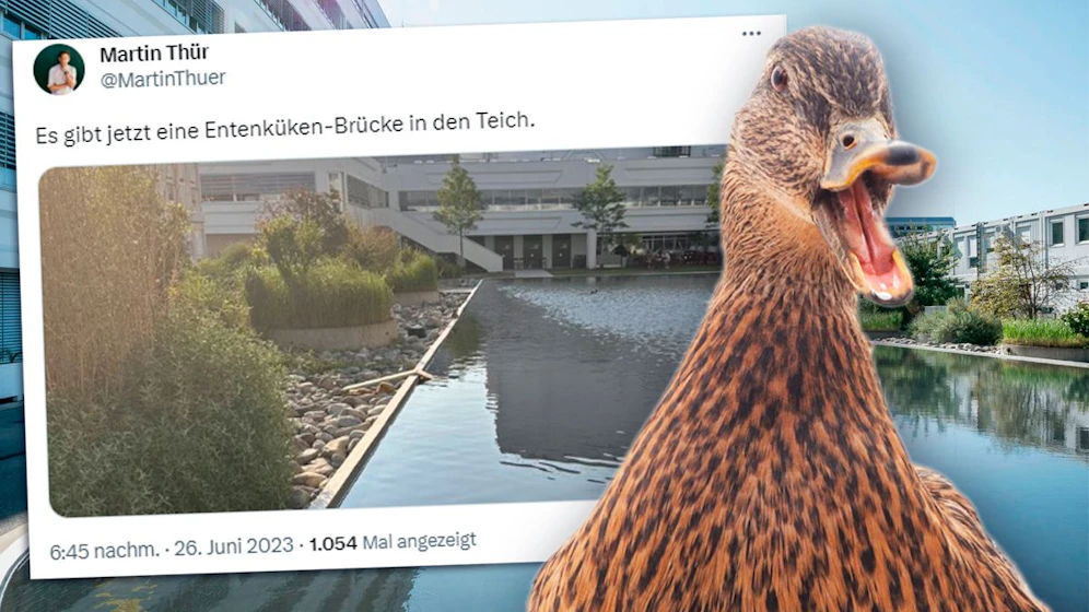 Enten-Mama und ihre Küken besiedelten den künstlichen Teich des ORF-Zentrums am Küniglberg.