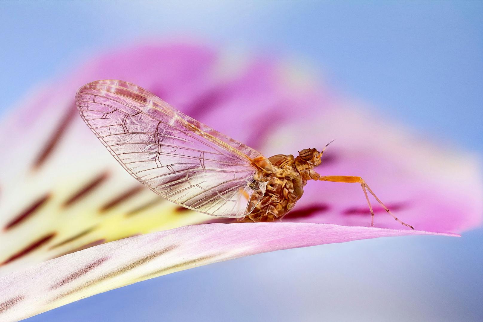 Fossilien bestätigen, dass Eintagsfliegen eine sehr alte Insektengruppe sind.