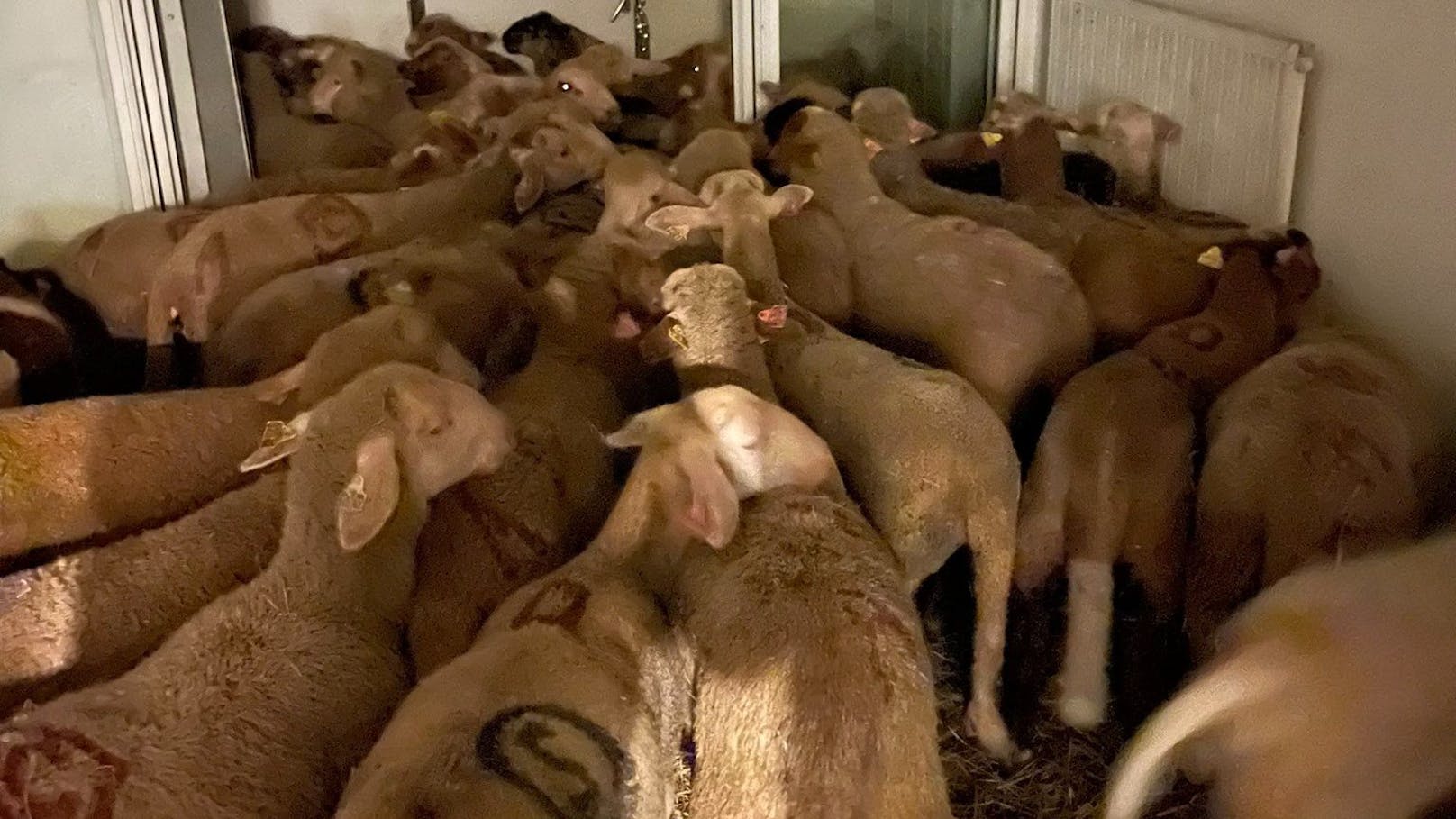 In Nizza haben die Behörden 40 Schafe in einer Wohnung entdeckt.
