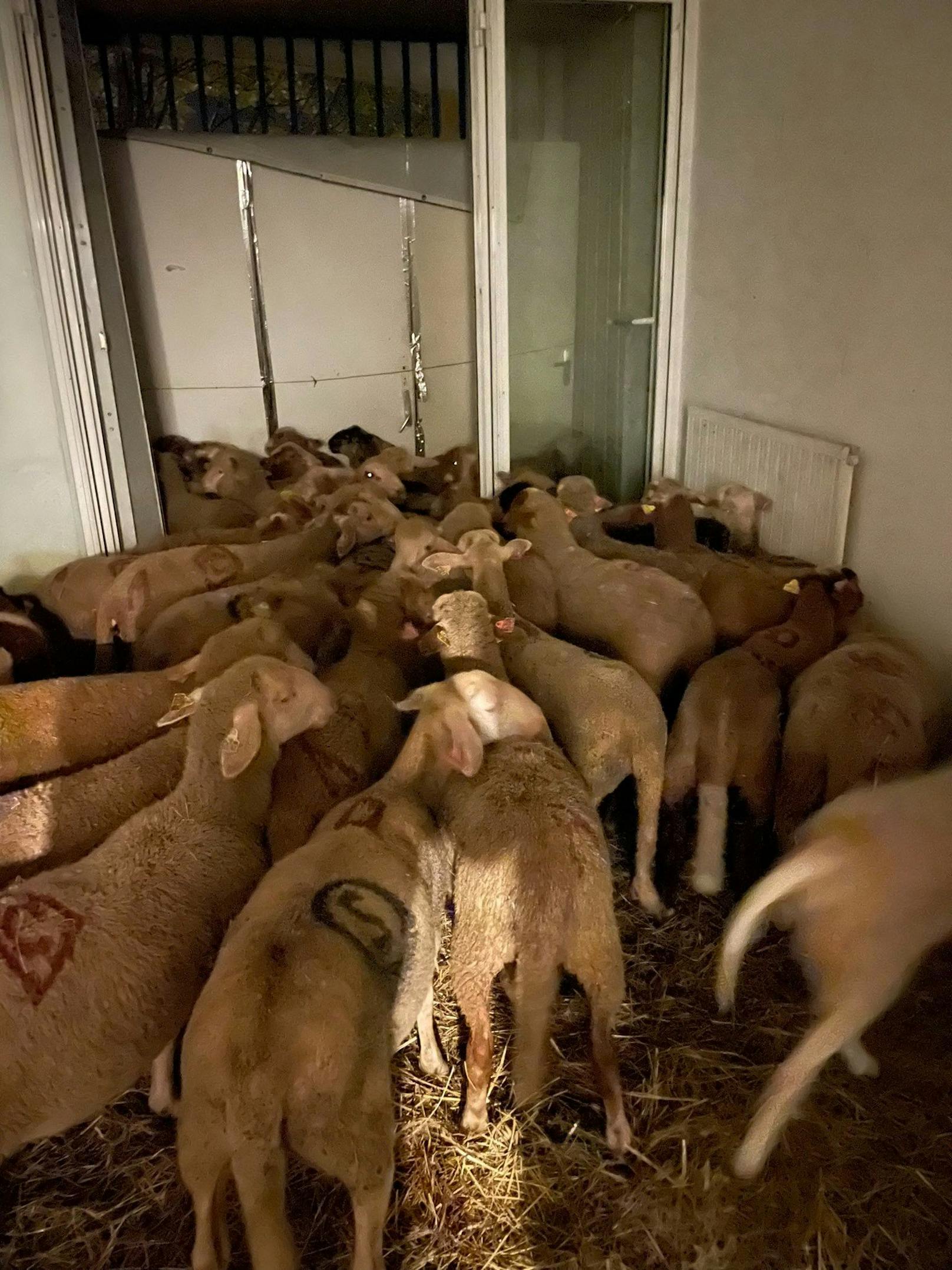Männer in Blut-Shirts und 40 Schafe in Wohnung entdeckt