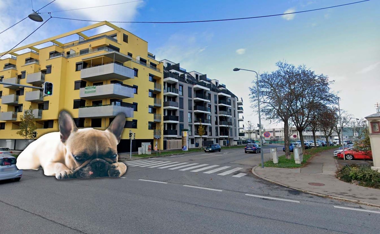 Heute.at - Hunde-Mord in Wien! Mann wirft Bulldogge vom Balkon