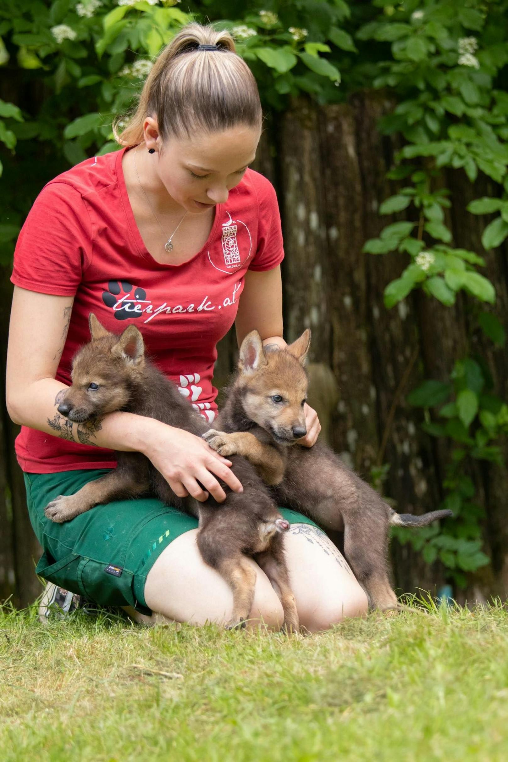 Die Wolfwelpen Akela und Nova können im Juli im Naturpark Buchenberg besucht werden.