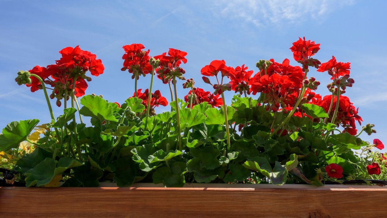Die Geranie verträgt besonders viel Sonne.
