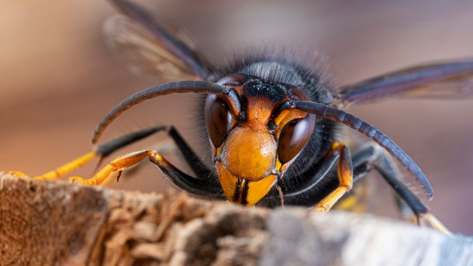 Imker fürchten angeblich um ihre Bienen, doch die asiatische Hornisse in Mitteleuropa wurde verwechselt.