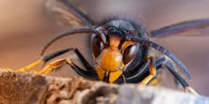 Verwechslung im Netz – Dieses Tier frisst keine Bienen