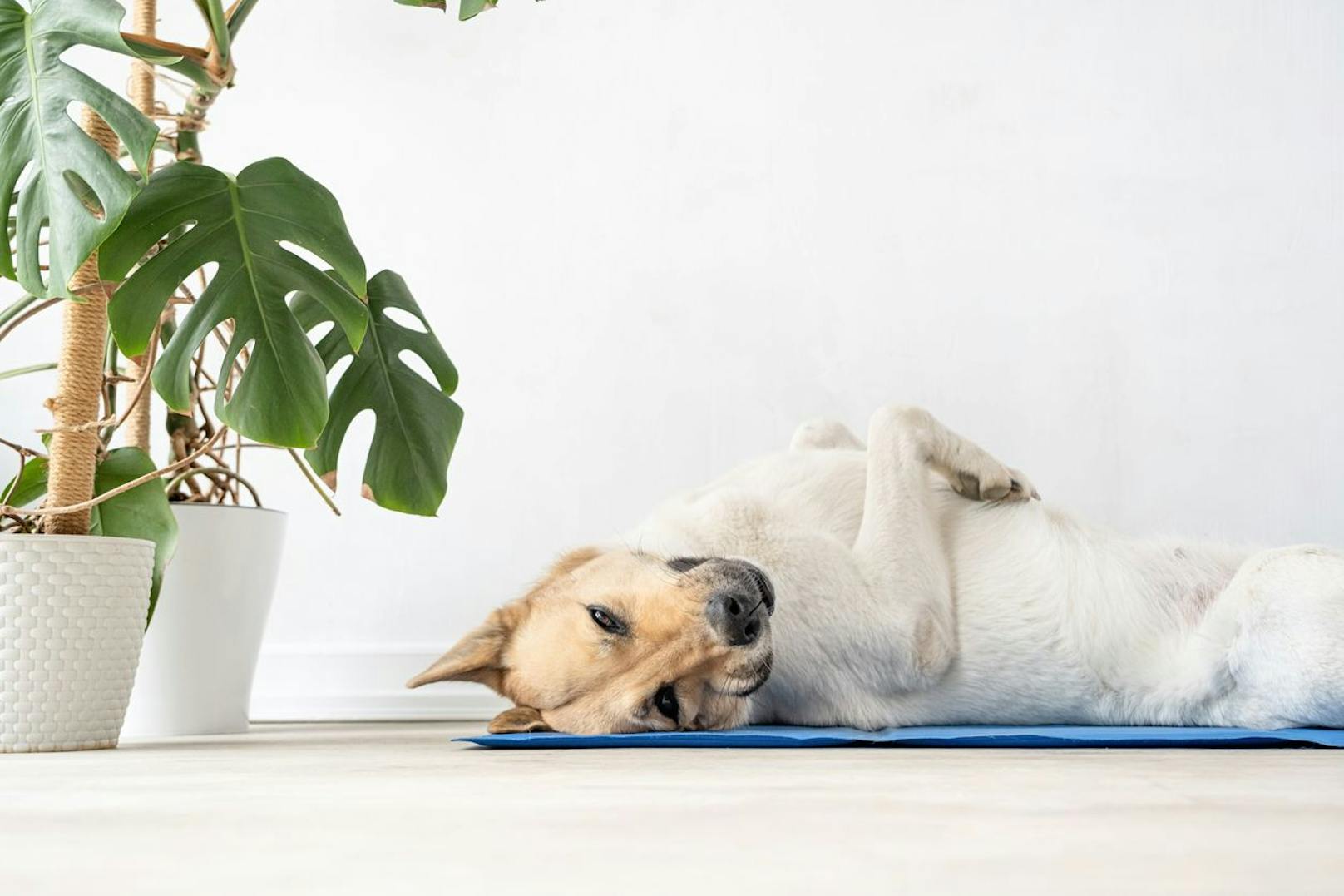 Hunde lieben es: Eine Alternative, die kühlt, sicher und ungiftig ist – und&nbsp;weder Strom noch Wasser benötigt.