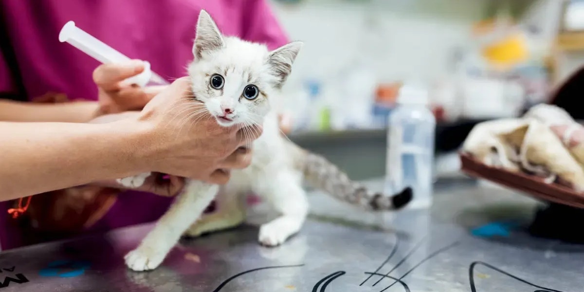 US-Forschende haben eine Verhütungsspritze für Katzen vorgestellt. Statt Hormonen enthält sie die Bauanleitung für das Anti-Müller-Hormon, ein Geschlechtshormon, das in hoher Konzentration die Reifung der Eizellen bei weiblichen Tieren verhindert.