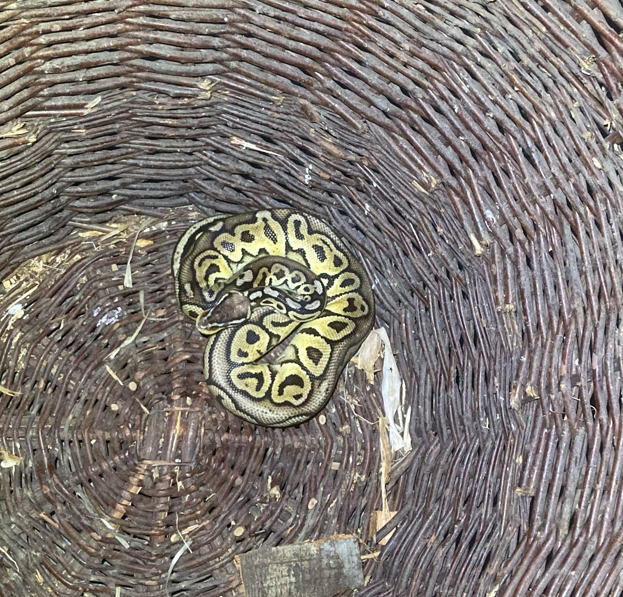 Wieder wurde eine Königspython gefunden, diesmal in Tirol.