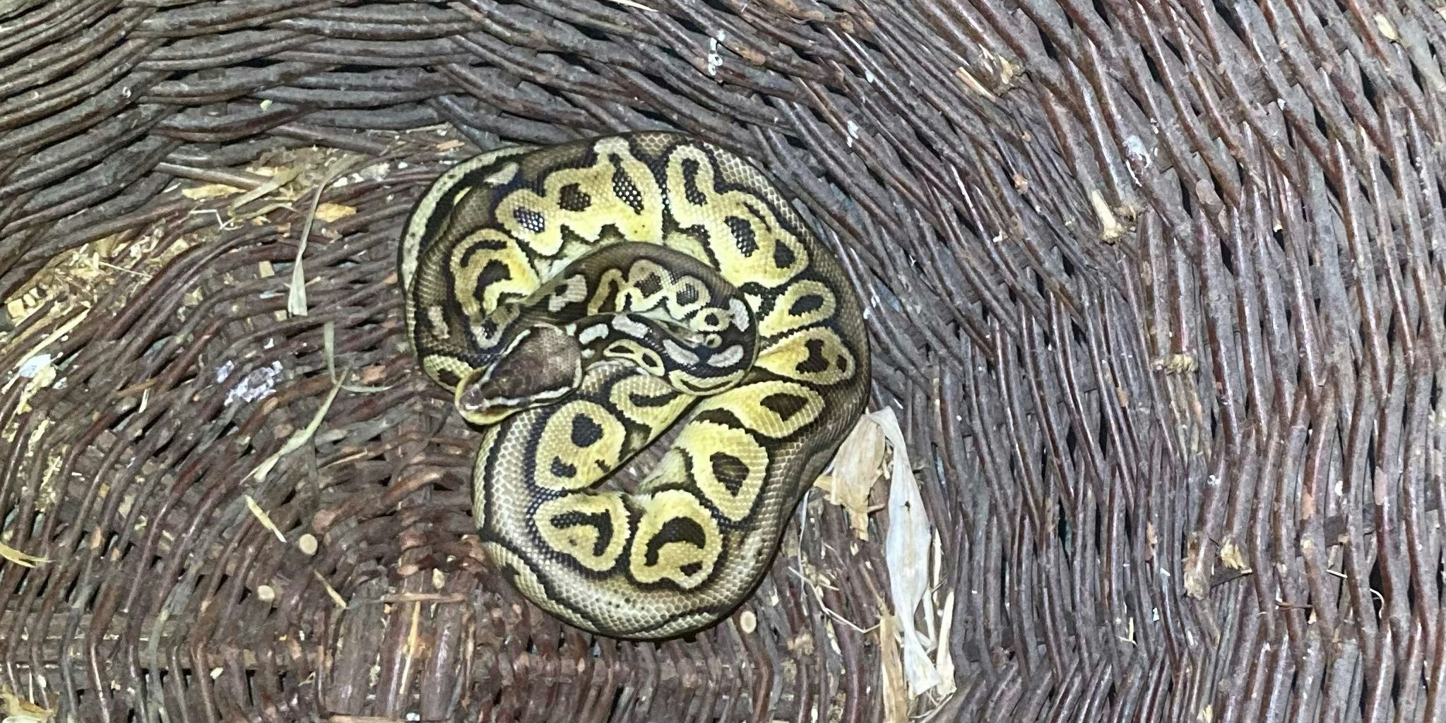 Wieder wurde eine Königspython gefunden, diesmal in Tirol.