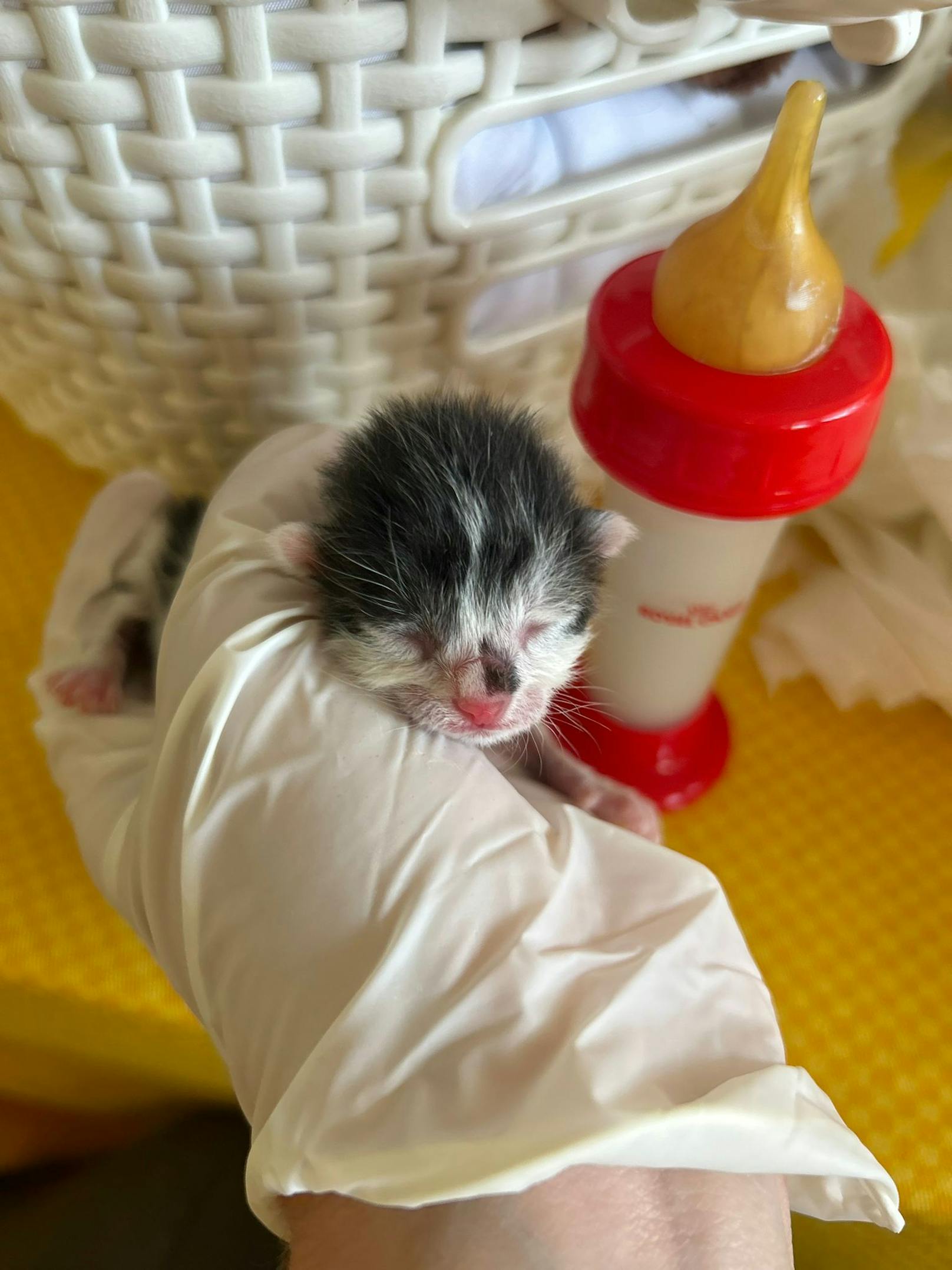 Die Finder haben die Situation korrekterweise zwei Stunden beobachtet, um herauszufinden, ob die Katzenmama zurückkommt.