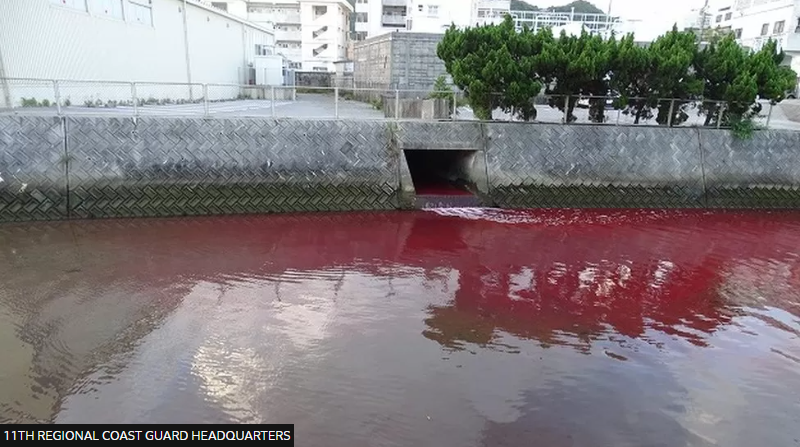 Das Wasser im Hafen der japanischen Stadt Nago war blutrot, was bei Anwohnern die Alarmglocken läuten ließ.