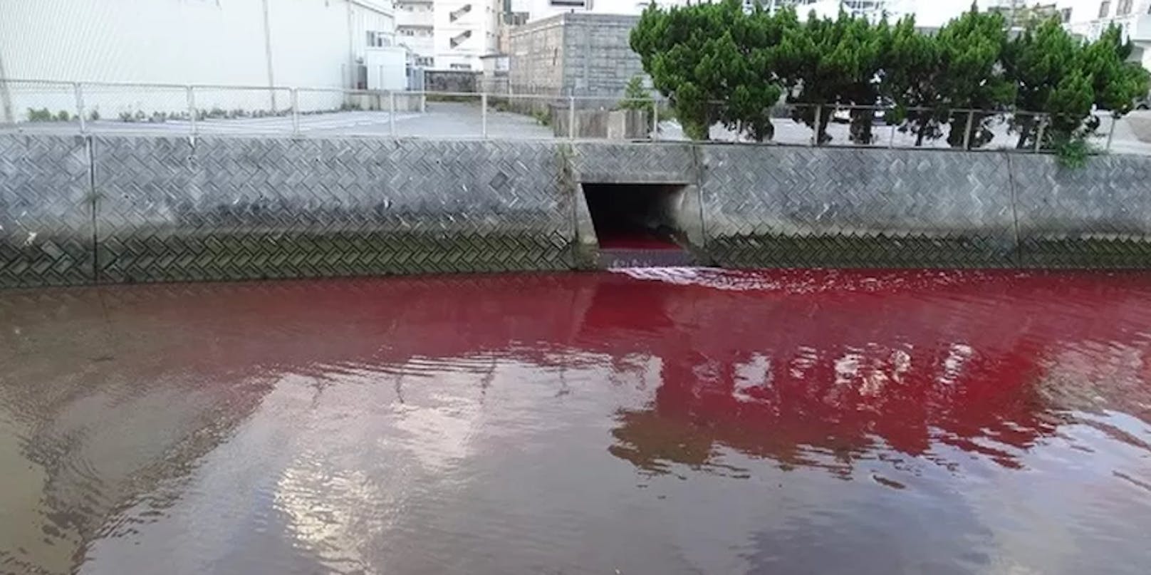 Das Wasser im Hafen der japanischen Stadt Nago war blutrot, was bei Anwohnern die Alarmglocken läuten ließ.