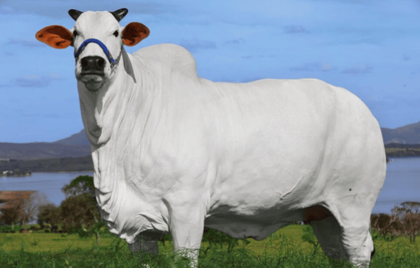 Viatina-19 FIV hat einen derzeitigen Wert von ungefähr 3,6 Millionen Schweizer Franken. In Brasilien werden Besitzanteile an ihr versteigert. 