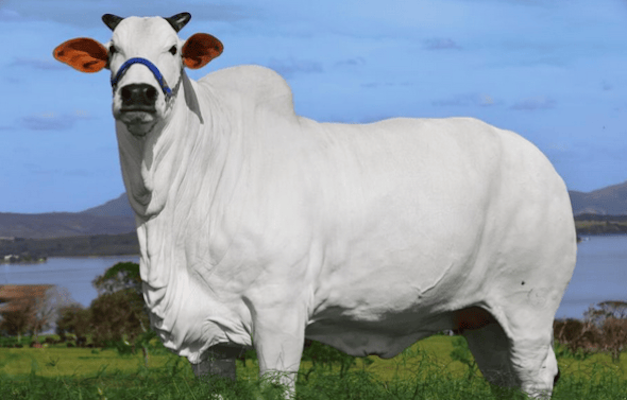 Heute.at - Teurer als Luxusvilla – das wertvollste Rind der Welt