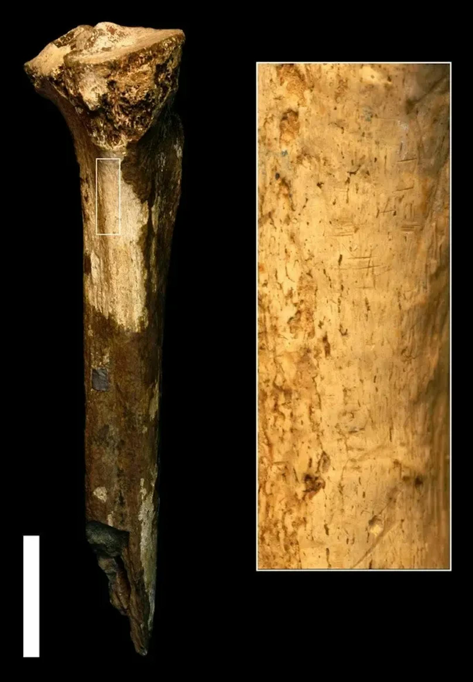 Sie fanden sich auf einem bereits 1970 ausgegrabenen menschlichen Schienbein, das&nbsp;1,45 Millionen Jahre alt ist.&nbsp;