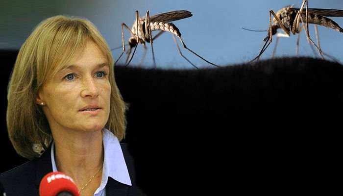 Die asiatische Tigermücke wurde auch in Österreich nachgewiesen.