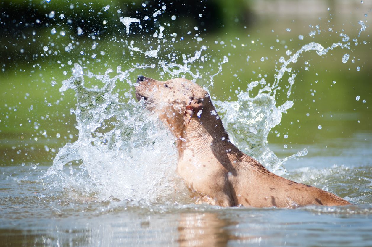 Die meisten Hunde lieben das kühle Nass.