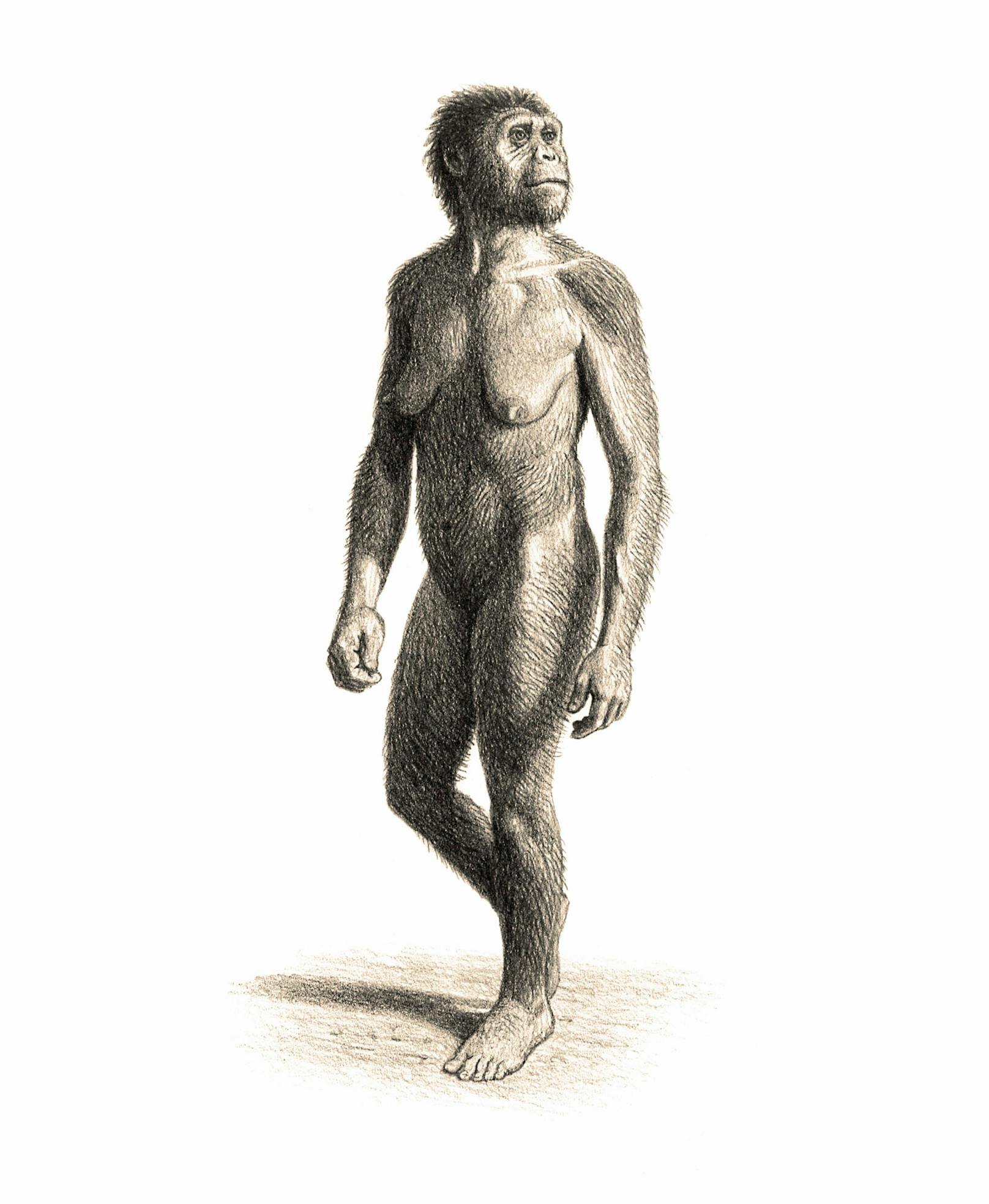 Der Homo habilis hatte ein deutlich kleineres Gehirn.
