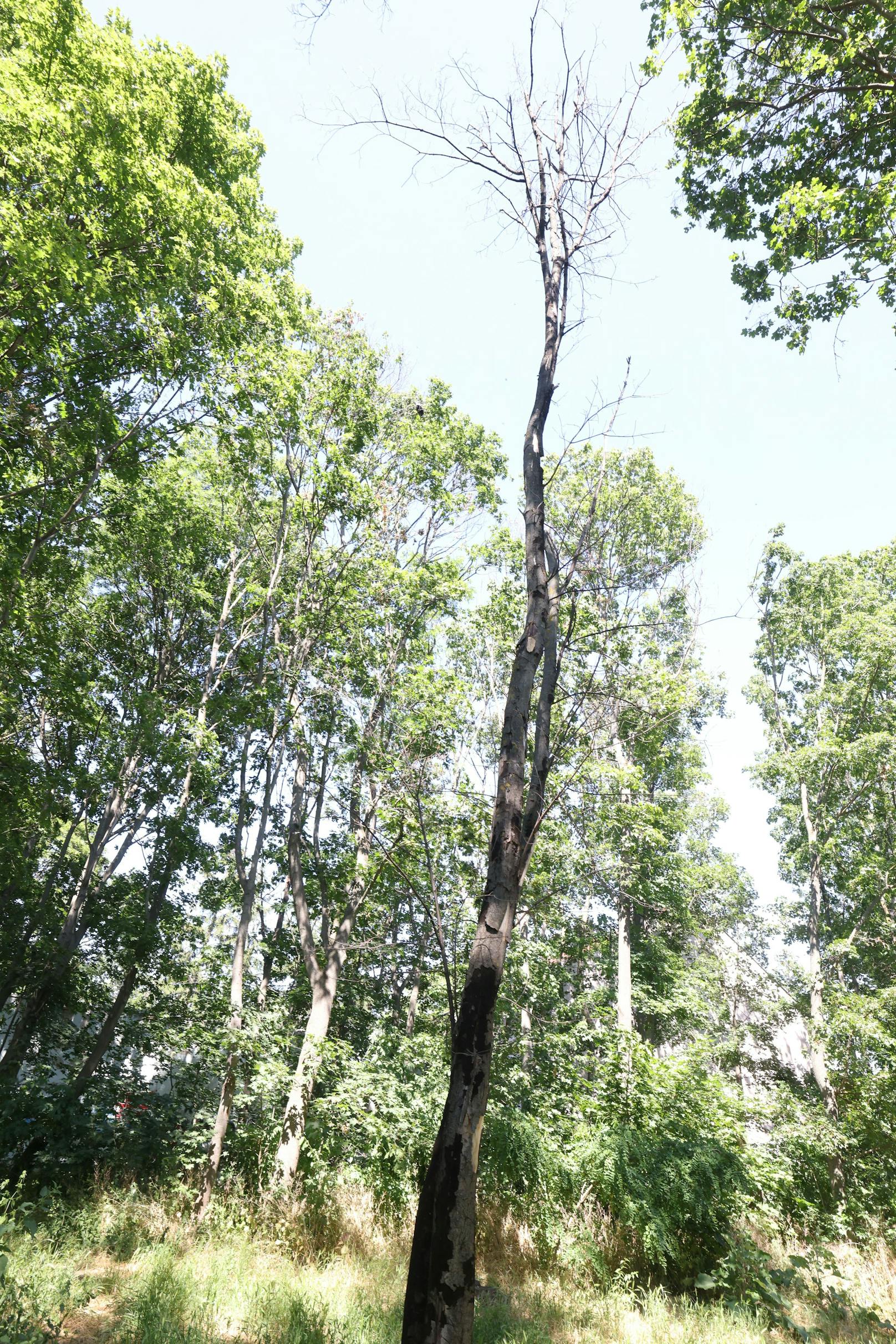 In der Gallgasse Ecke Berheidengasse sind zahlreiche Bäume von einem Pilz befallen.