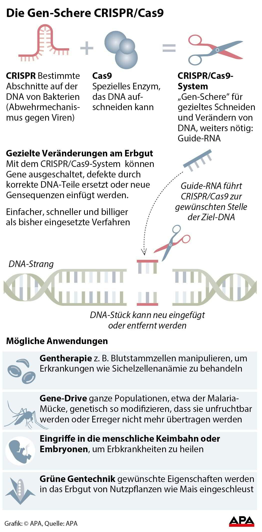 Neue Gentechnik - Schematische Darstellung der Funktionsweise, Anwendungsbeispiele.