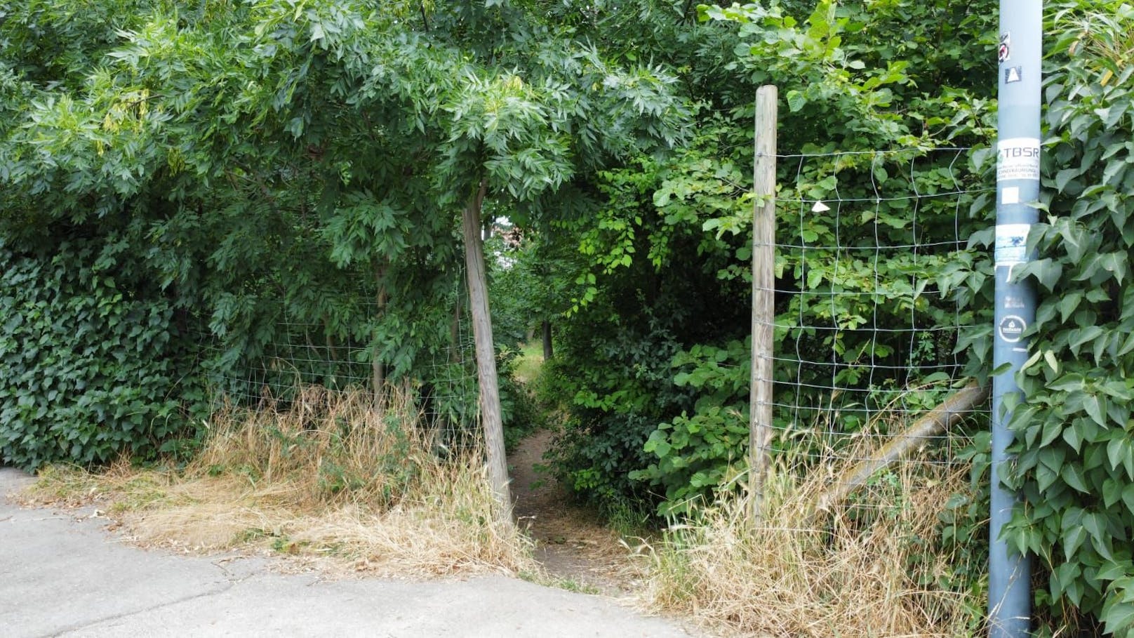 Gegenüber <em>"Heute"</em> hegten mehrere Anrainer ihre Zweifel an den Pilzsporen in der Hietzinger Grünfläche.