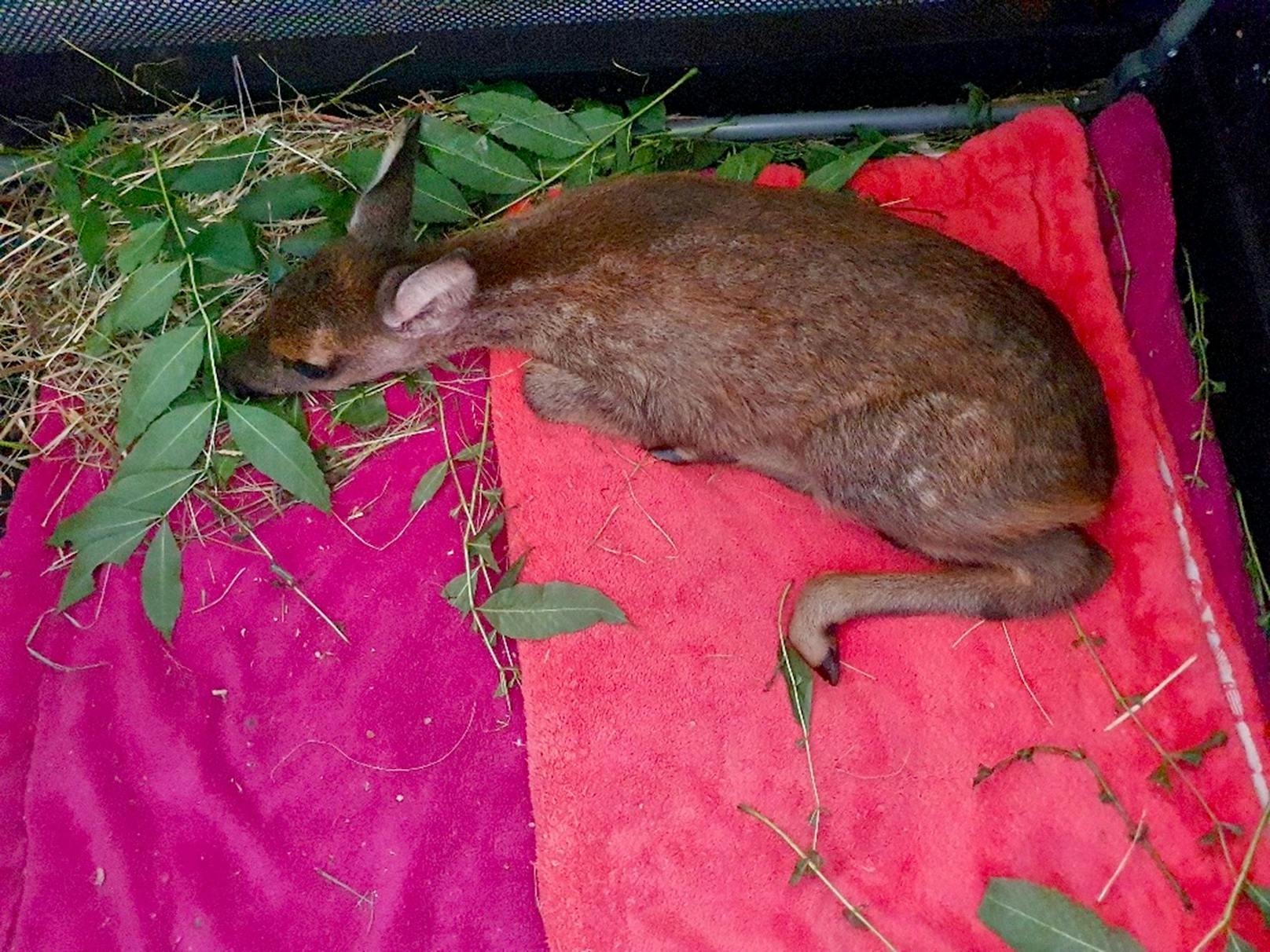 Das junge, weibliche Rehkitz traf beim Tierparadies Schabenreith ein und wurde auf den Namen "Marehsi" getauft, doch auch ein Schädelbruch bedroht das Leben des kleinen Wildtiers.