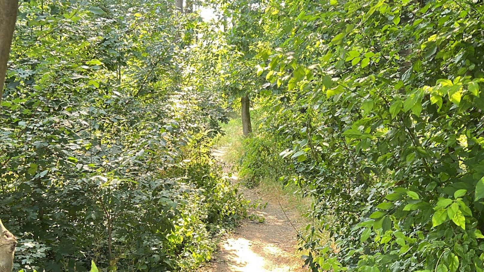 Konkret geht es um zahlreiche Bäume in einer Grünfläche in der Gallgasse Ecke Bergheidengasse.