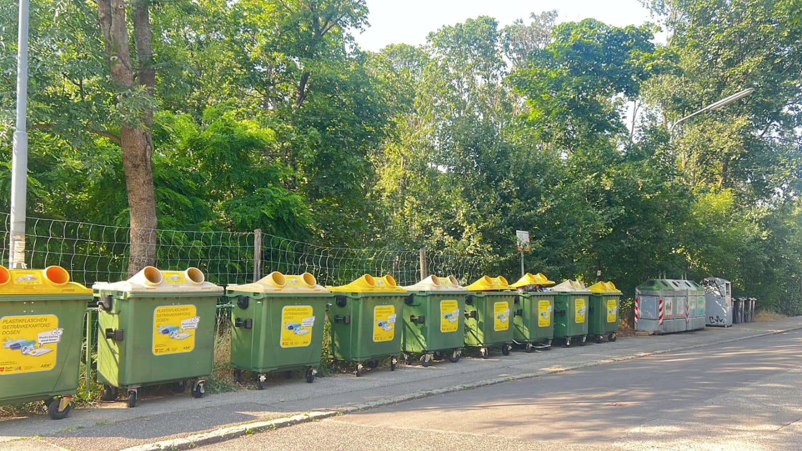 Rund 15 Ahornbäume sind in besagtem Stadtwäldchen von einer Rußrindenkrankheit befallen und müssen deshalb weichen.