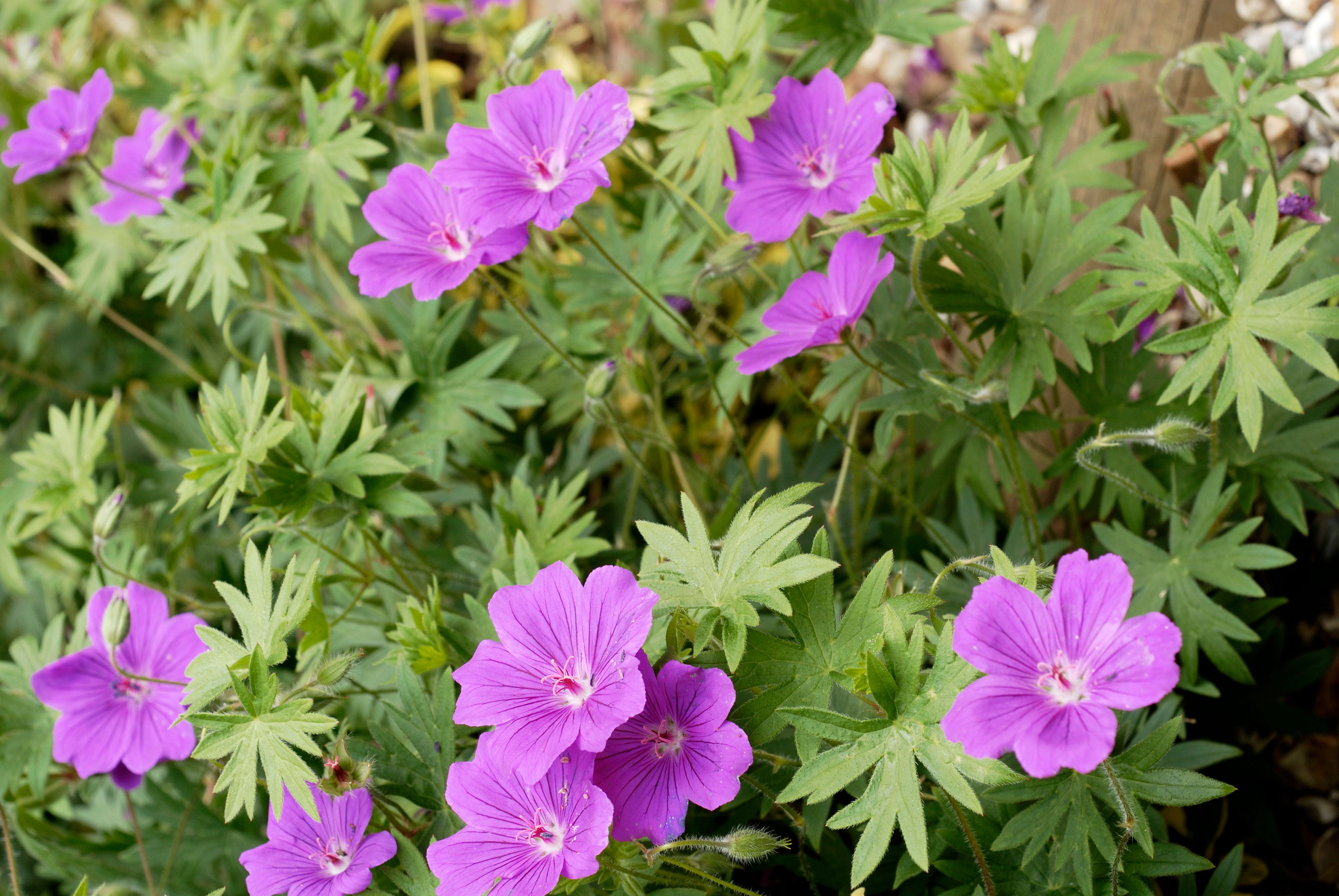 Das ist eine weiße Geranium‐Hybride, kombiniert mit Zauberschnee und Mottenkönig.