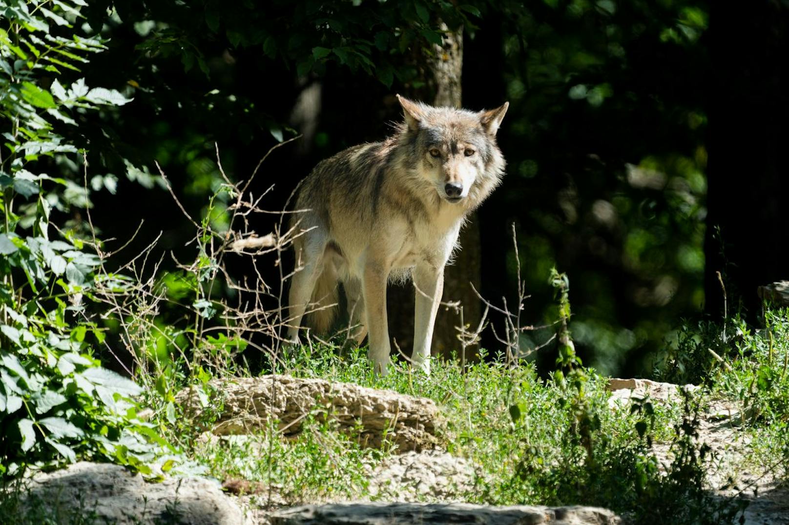 War es ein Wolf, der mehrere Tiere gerissen hat - ein DNA-Abgleich soll Gewissheit bringen.