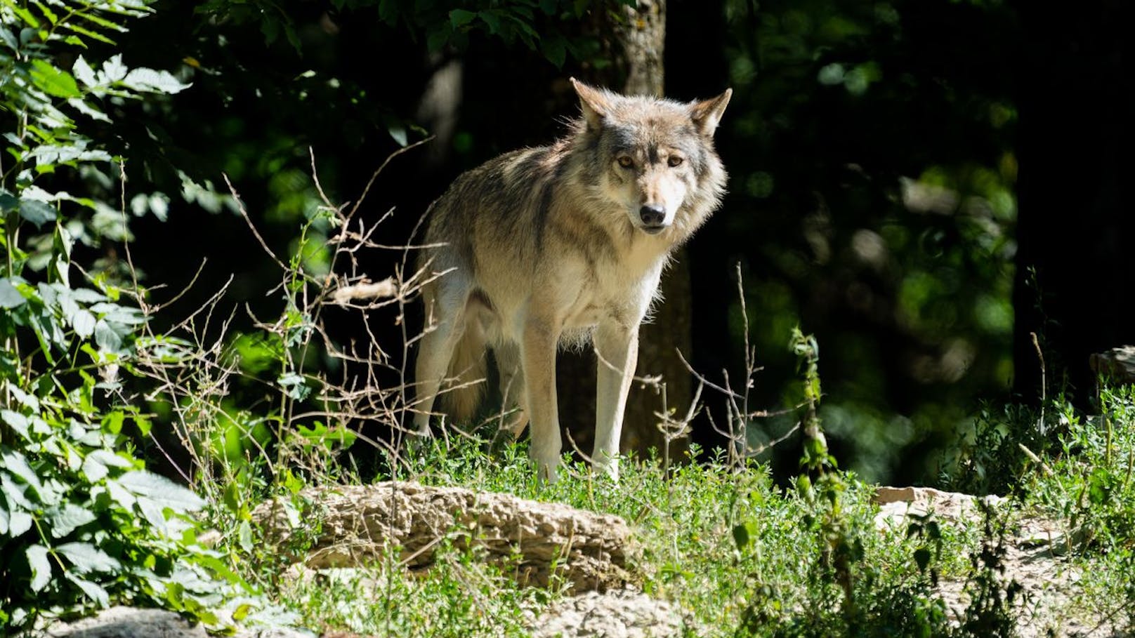Bestätigt! Wolf streift im Bezirk Neunkirchen umher