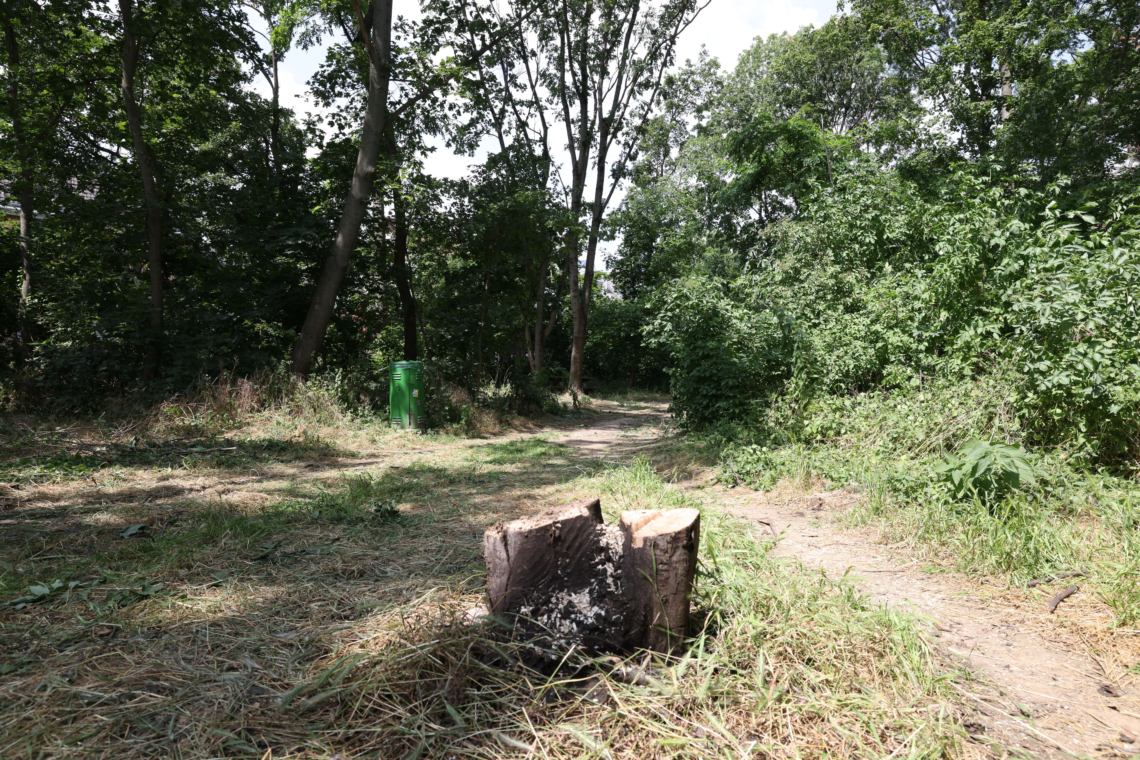 Gift-Bäume in Wien-Hietzing wurden nun gefällt. Das Holz wird verbrannt.