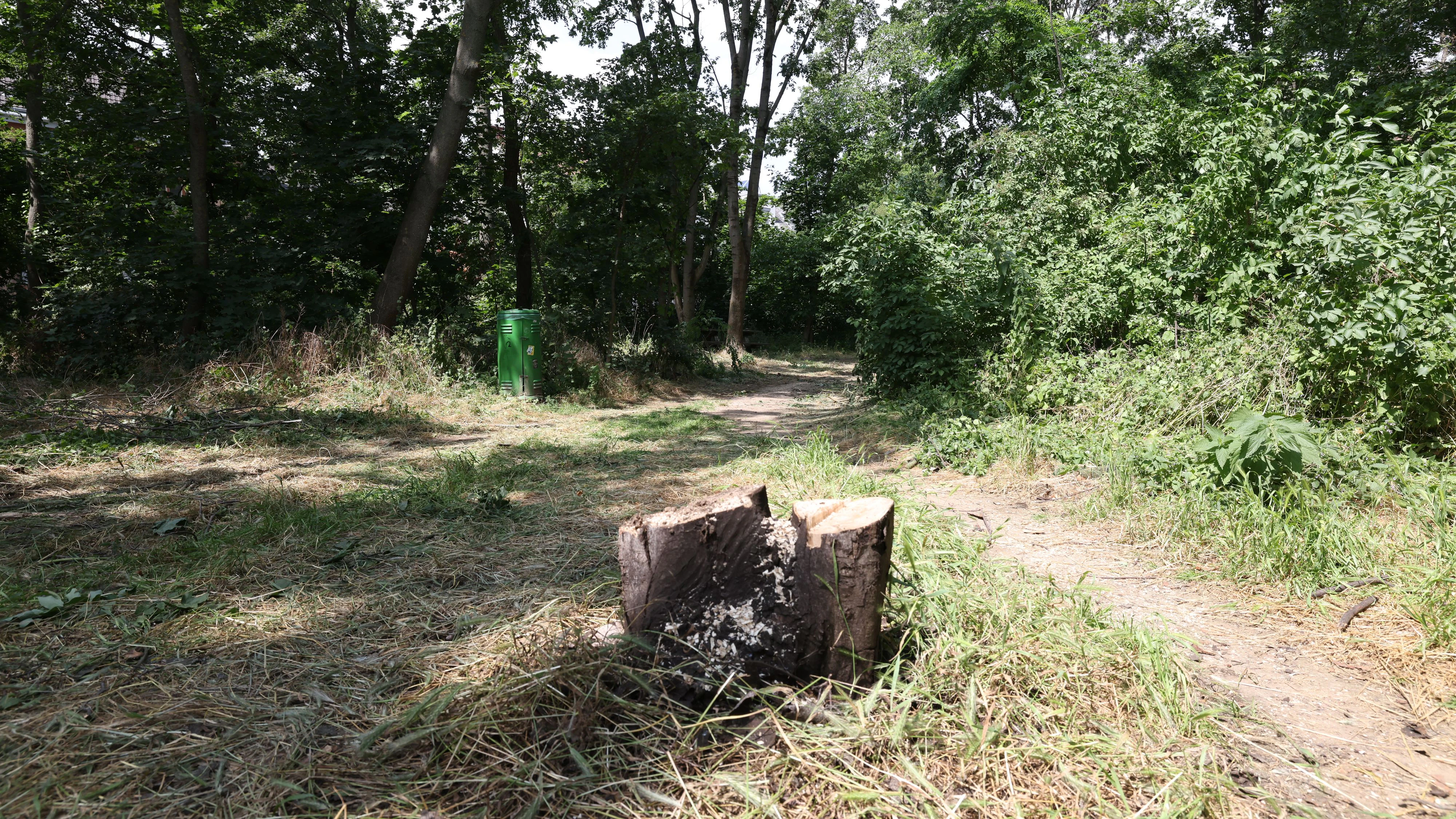 Gift-Bäume in Wien-Hietzing wurden nun gefällt. Das Holz wird verbrannt.