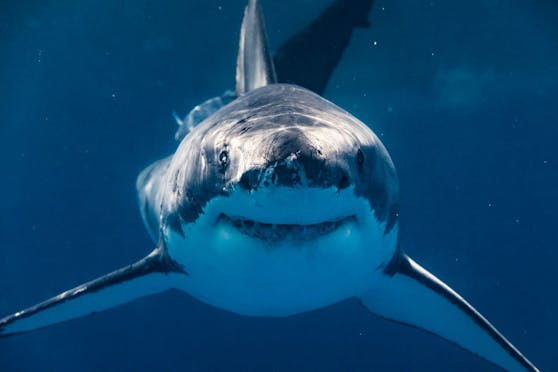 Eigentlich schmecken wir dem Hai gar nicht, weshalb Angriffe meist aus Neugierde passieren.&nbsp;