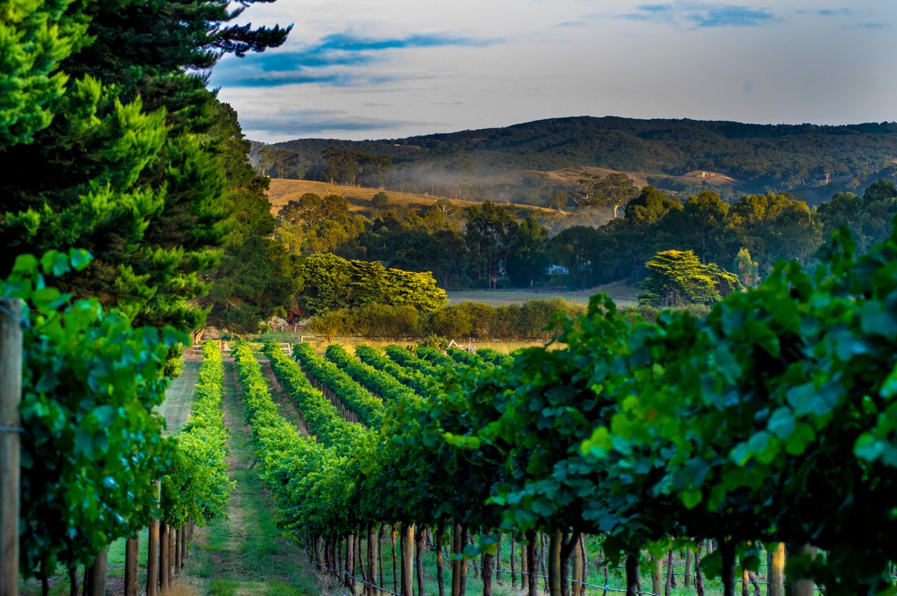 Tatsächlich wahr: So sehen die Weinregionen im Süden Australiens aus.