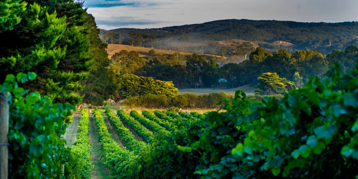Tatsächlich wahr: So sehen die Weinregionen im Süden Australiens aus.