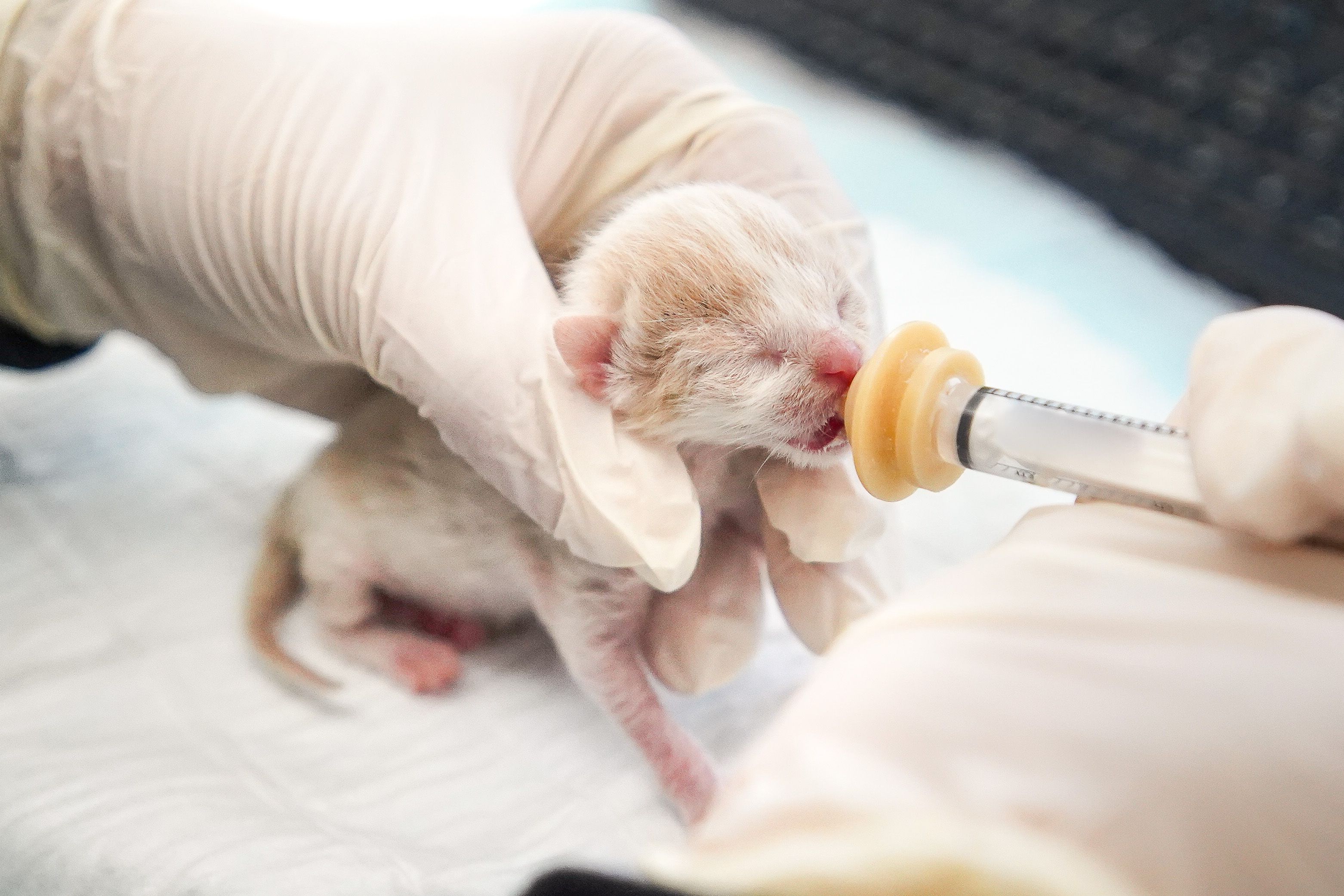 Dieses kleine Würmchen wurde auf einer Baustelle im 3. Wiener Gemeindebezirk in einem Plastiksackerl gefunden.
