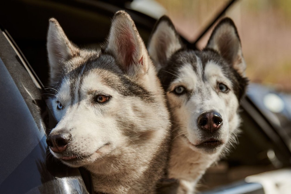 Die Huskys wurden den Haltern abgenommen.