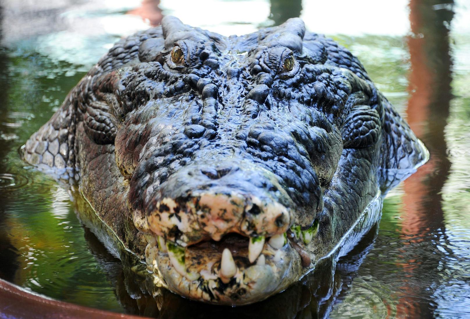 Gestatten? "Cassius" - er gilt mit ungefähr 120 Jahren als ältestes Krokodil in Gefangenschaft und nimmt immer noch an Größe zu.