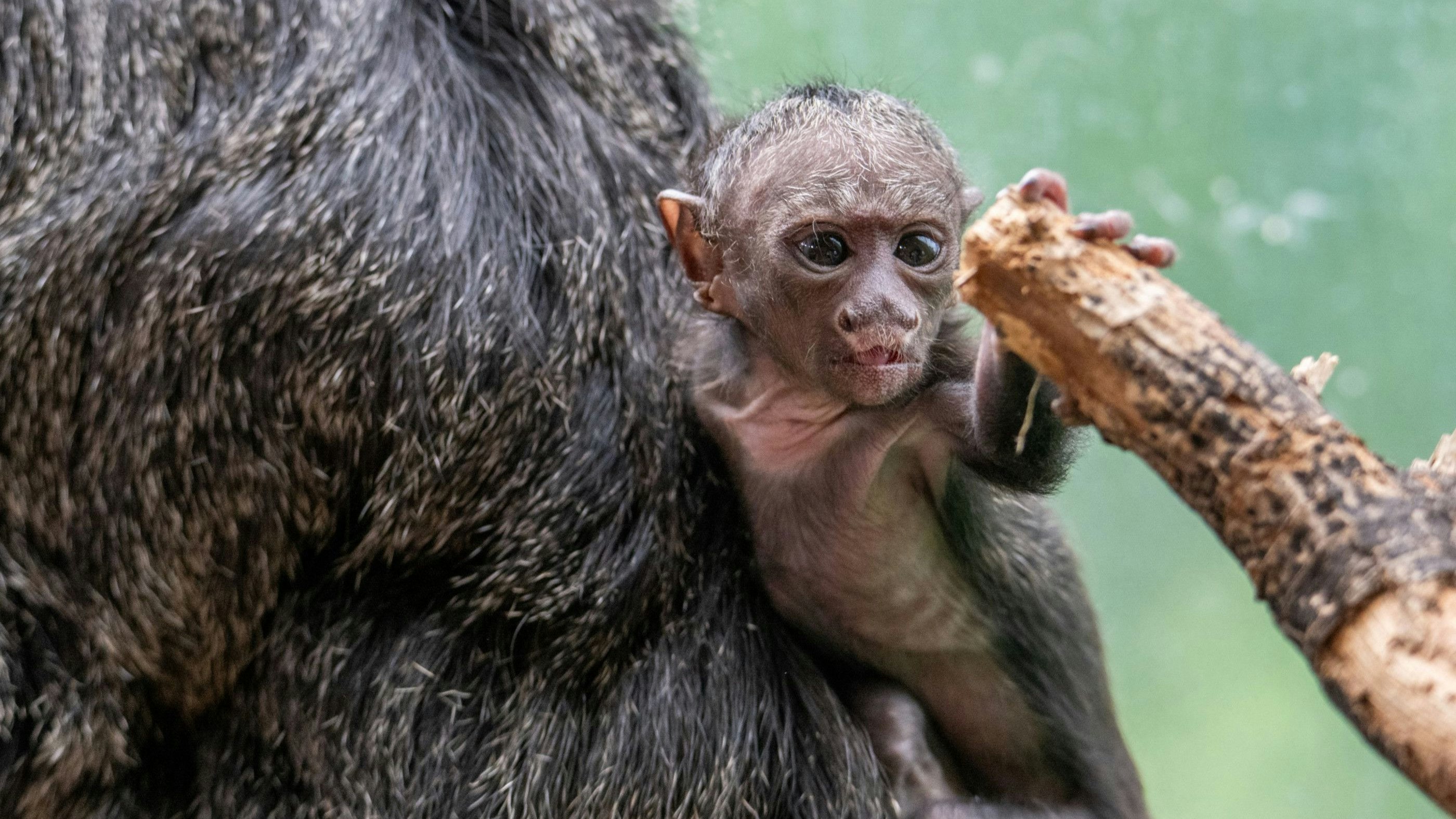Das Affenbaby im Haus des Meeres hat nun endlich einen Namen.