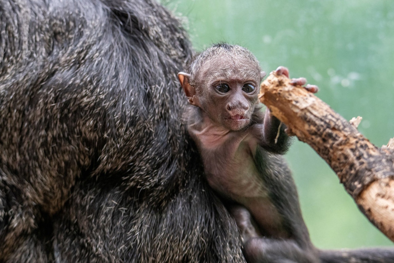 Heute.at - Baby-Affe im Haus des Meeres hat endlich einen Namen